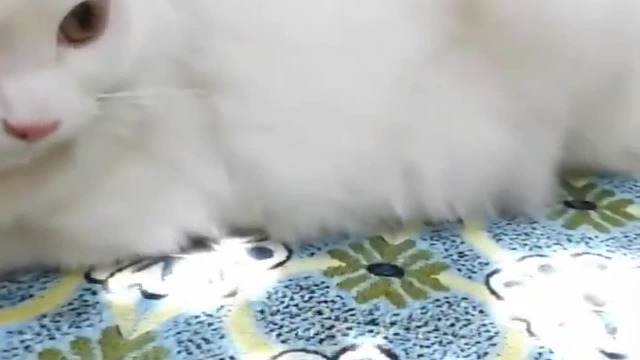 Cute Animals Of World Watching funny baby cats is the hardest try not to laugh challenge