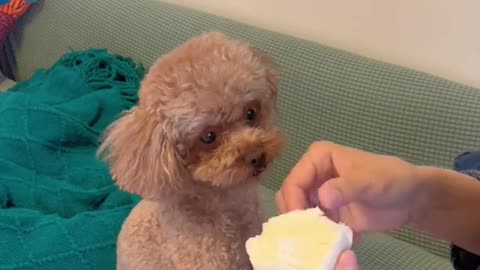 Funny videos part 1