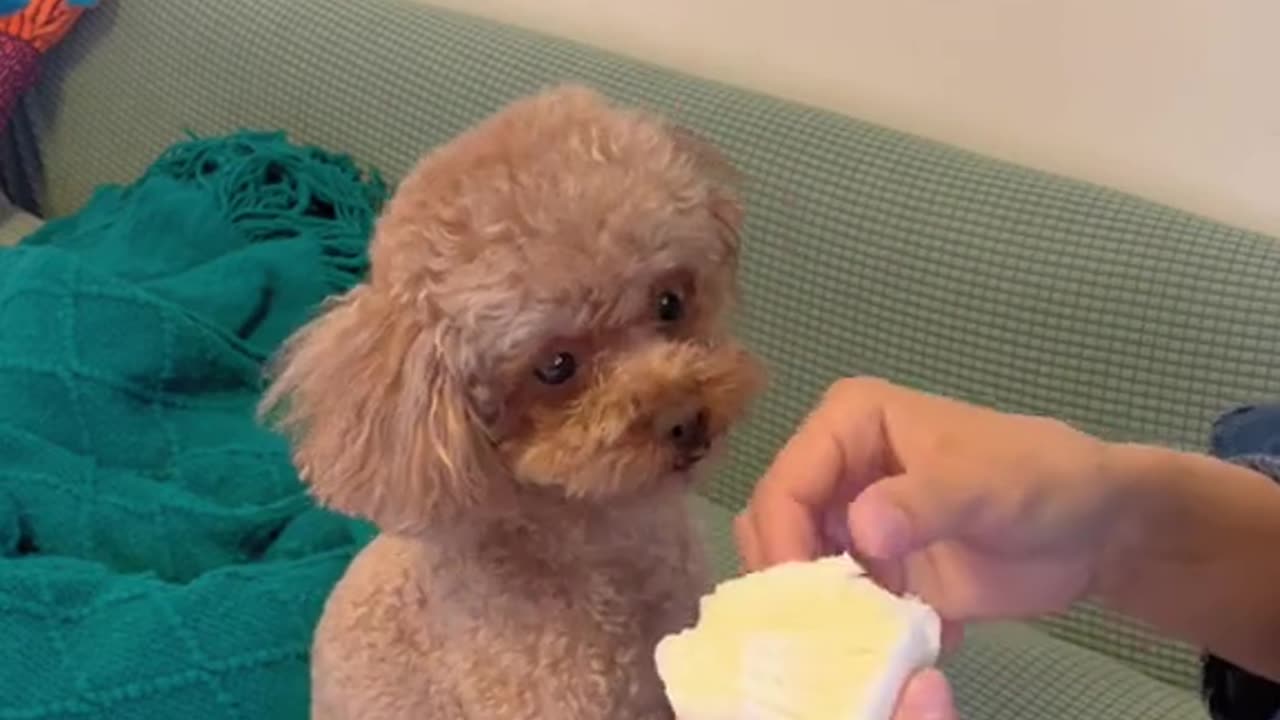 Funny videos part 1