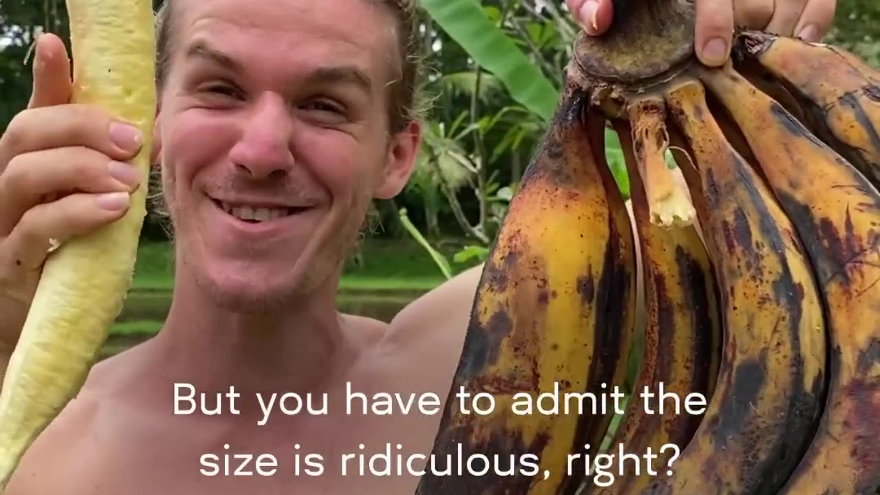 The Longest Banana In the World