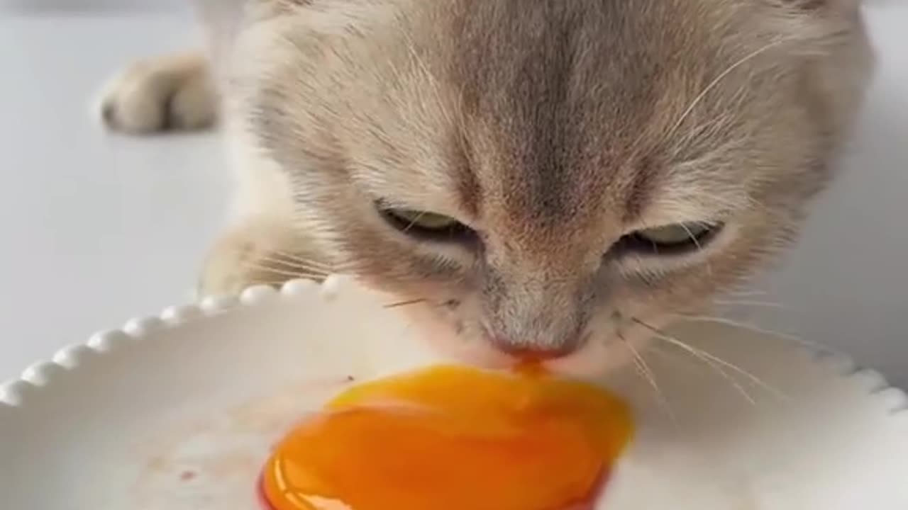 Cute little cat eat