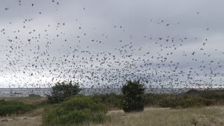 Birdnado at the Monomoy National Wildlife Refuge