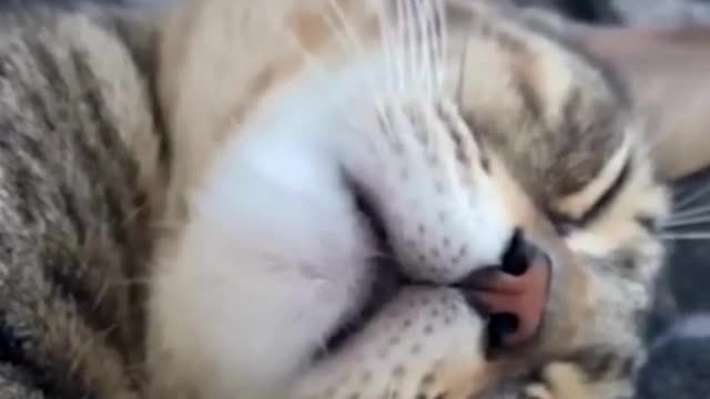 funny cats videos 2023 that looks like play and fun in home