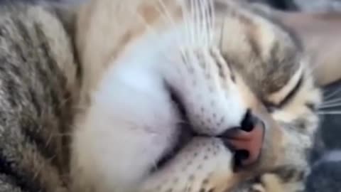 funny cats videos 2023 that looks like play and fun in home