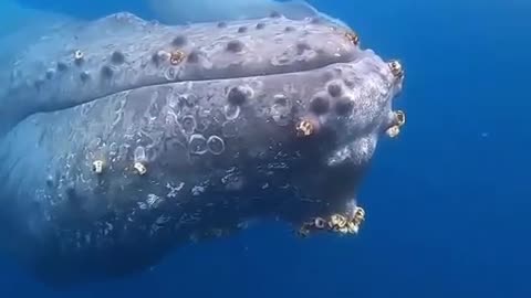 Mother and newborn calf humpback 🐋spotted in tonga