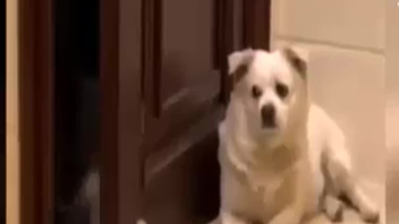 Best funny and animals video😂😂😂😂🤣🦮🐕🐱