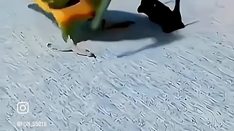 Funny parrots