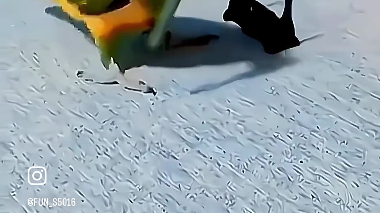 Funny parrots