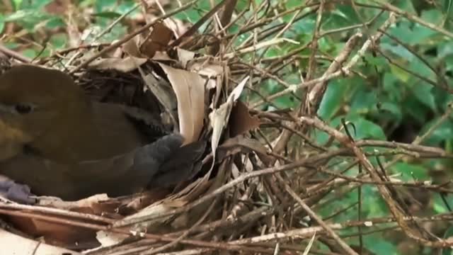 bowerbird, a bird of amazing architectural ability