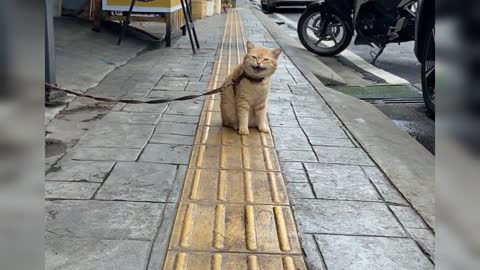 A cat tied in the street, asking for help from a passer-by, a heartbreaking sight