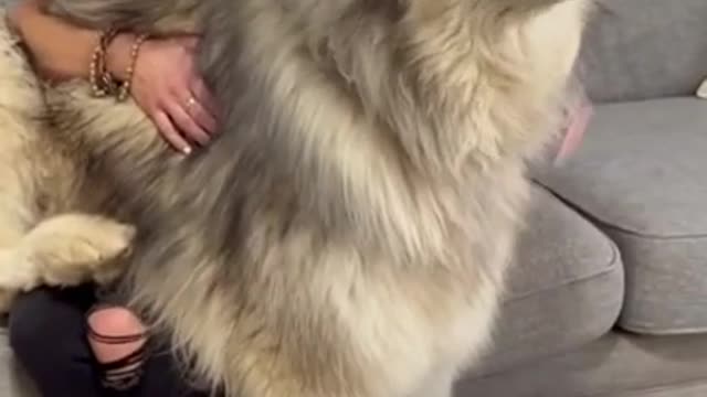 Biggest Alaskan Malamute In The World