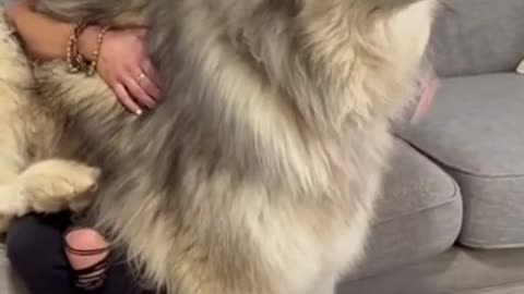 Biggest Alaskan Malamute In The World