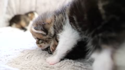 Three kitten siblings flock to hot water bottles