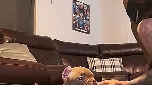 Puppy Training