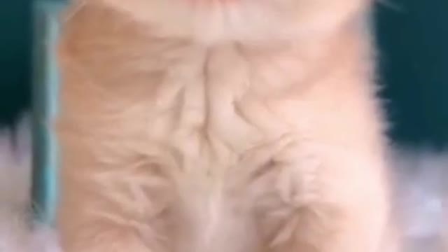 Watch this Little Kitten you will love.