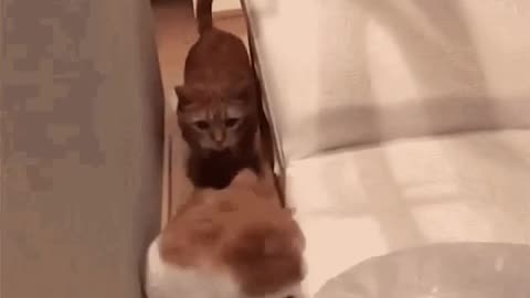 Cute Cat Gif