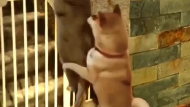 funny cat short videos |😂| part 96 |👍| Hello cats #shorts #shortvideo