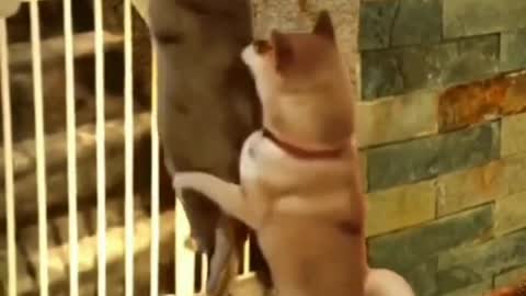 funny cat short videos |😂| part 96 |👍| Hello cats #shorts #shortvideo