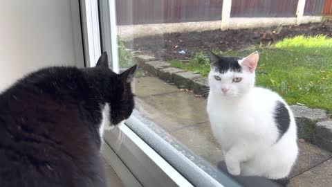 My cat welcomes the neighbor's cat when he comes over.