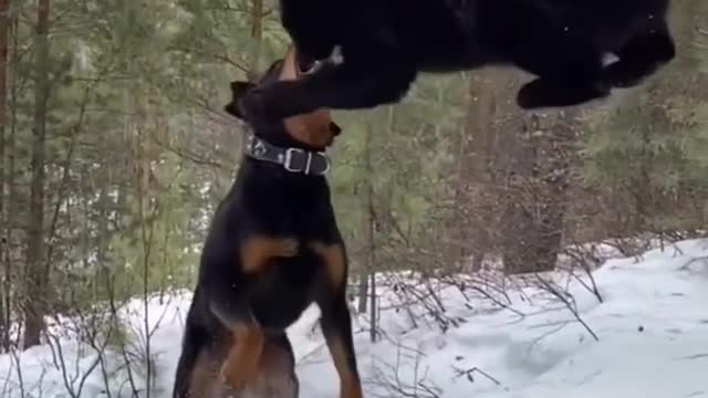 panther and dog are best friends😍🖤