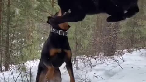 panther and dog are best friends😍🖤