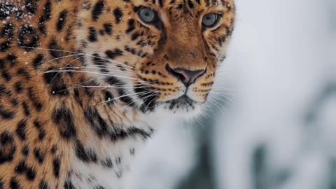 Amur Leopard