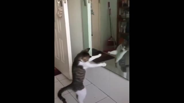 kitten in the mirror