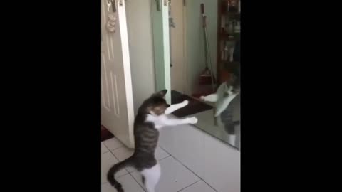 kitten in the mirror