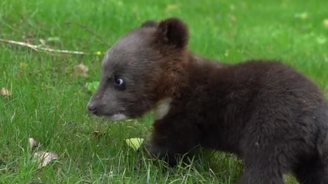 small black bears