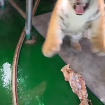 Hungry Cub of Tiger Trying to Eat Meat