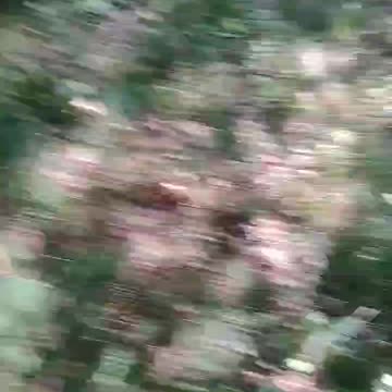 Clearing out a path in the woods today...UH-OH!