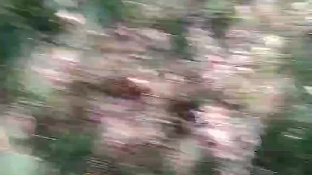 Clearing out a path in the woods today...UH-OH!