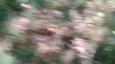 Clearing out a path in the woods today...UH-OH!