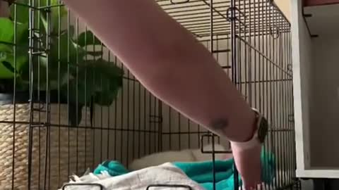 Woman shows how she wakes up her deaf puppy !