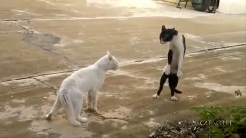 Funny Cats Compilation