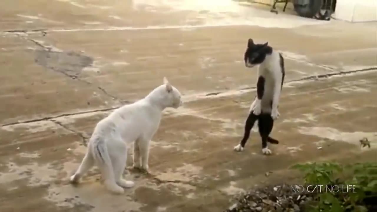Funny Cats Compilation