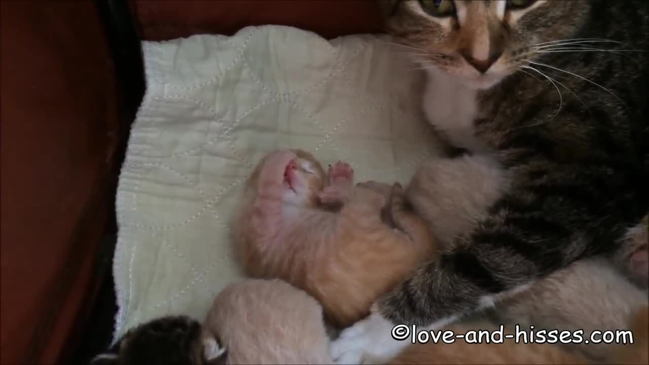 Tiny newborn kitten learns how to clean paws