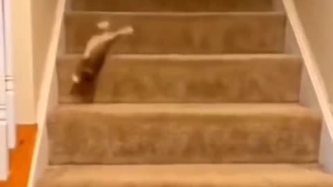 CATS ARE MEAN!