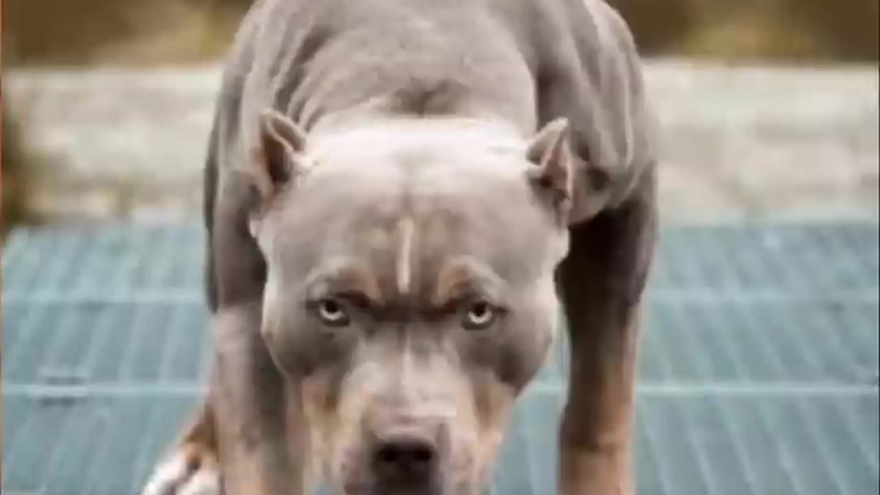 Pitbull dog WhatsApp status 🔥 video __ shorts