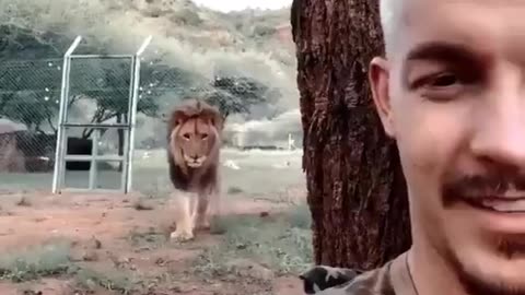 Lions attacks person