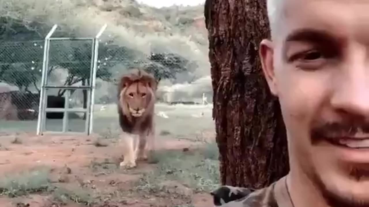 Lions attacks person