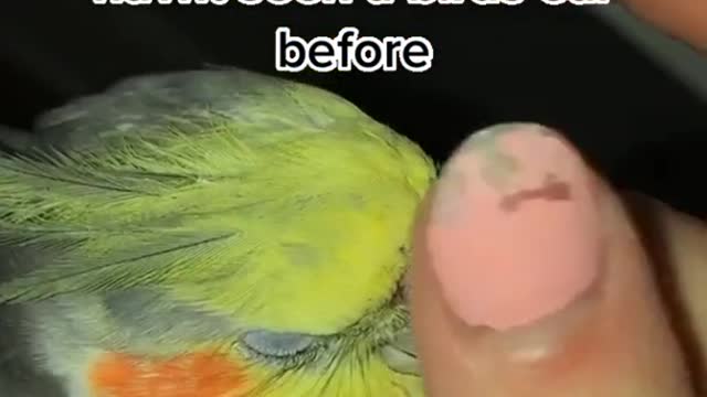 cockatielsoftiktok #fyp