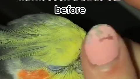 cockatielsoftiktok #fyp