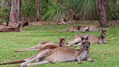 Beautiful Kangaroos just lying around.