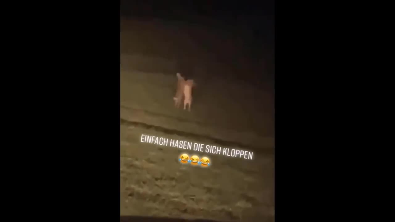 Funny animal
