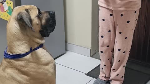 Rex the Boerboel