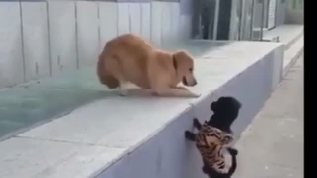 Funny animal compilations part 7