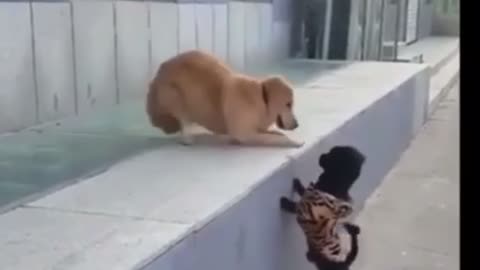 Funny animal compilations part 7