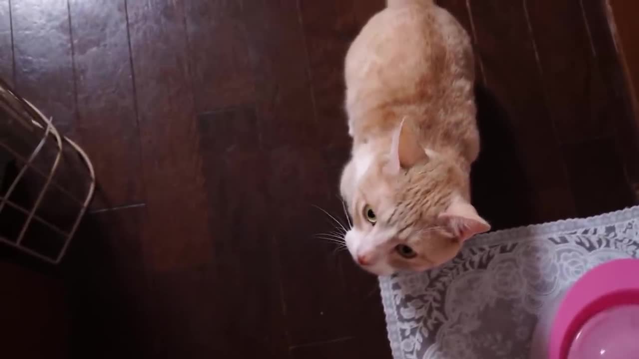 お腹が空いたと鳴くマンチカン子猫！ The Munchkin cat meowing.So cute kitten!