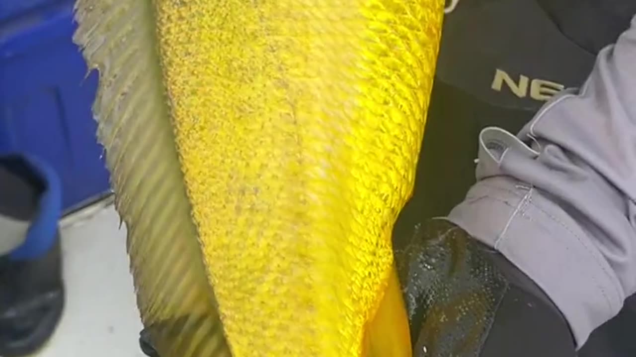 Big yellow croaker caught in the sea